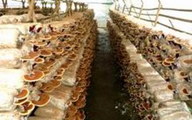 Bắc Giang phát triển sản xuất nấm
